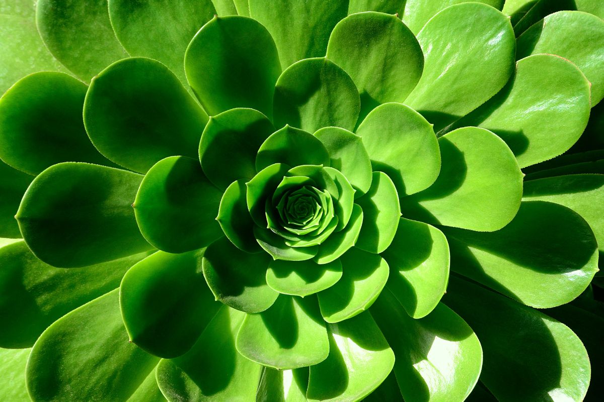 bloem landelijk meander netwerk