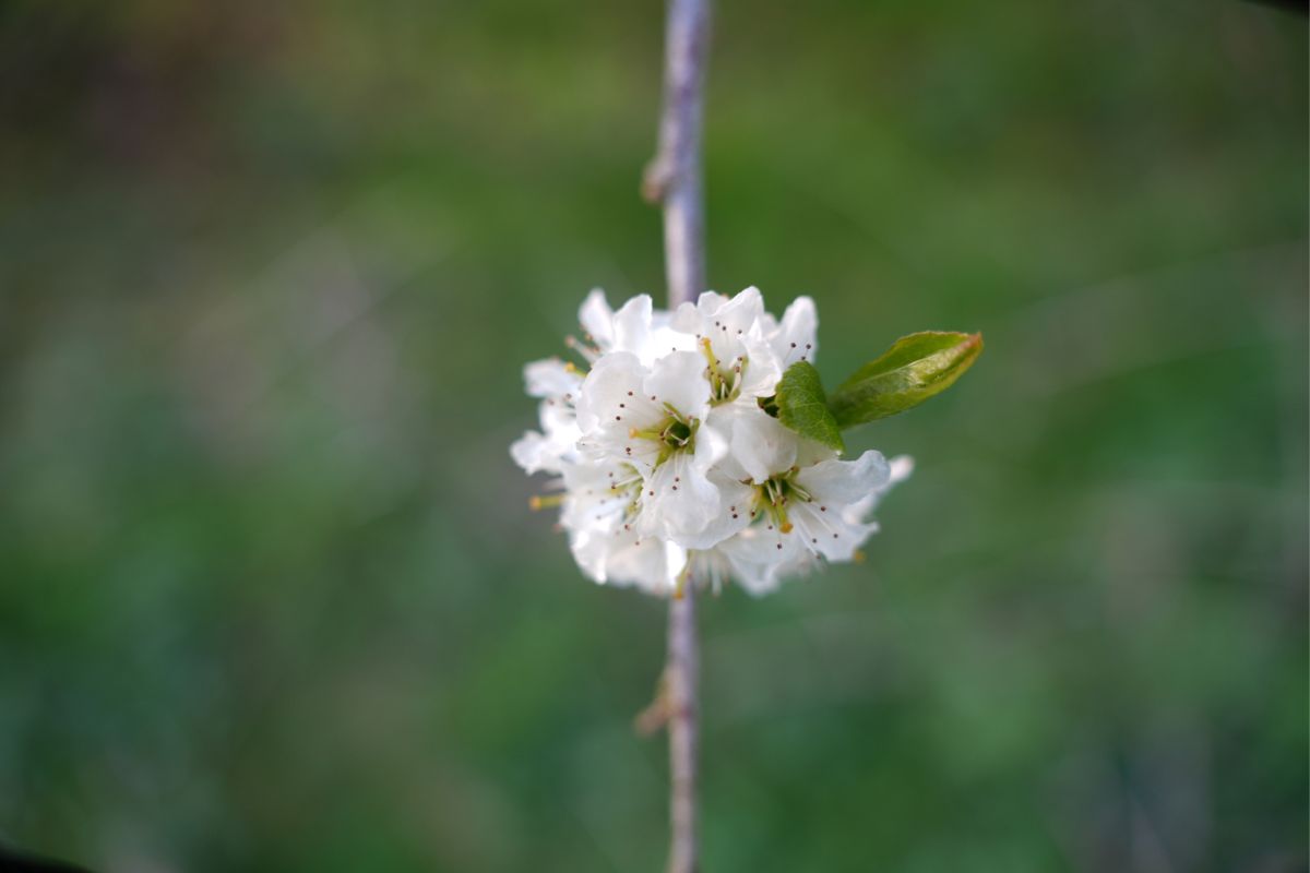 bloem overledenenverzorging