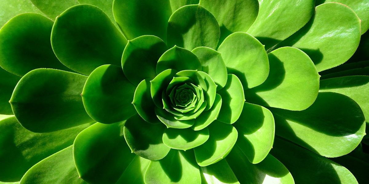 bloem landelijk meander netwerk